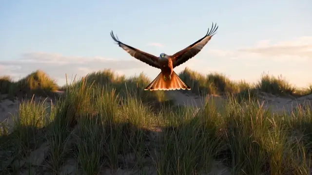 WAN 3.0 result for the prompt a red kite rising over a windswept dune at golden hour, camera tilting up: a red kite bird of prey with its wings spread over dune grass