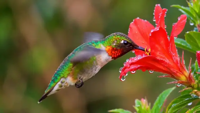 Frame from the AI video result for the prompt: Macro shot of a hummingbird hovering at a red flower, morning dew, soft bokeh